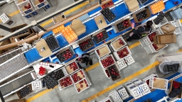 天水甘谷：訂單盈門 蘋果産銷兩旺