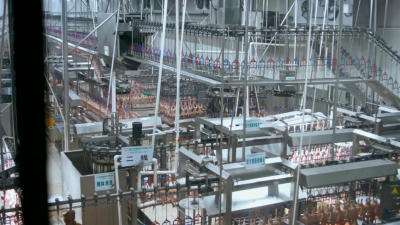 State Grid Zixi County Power Supply Company: Empowering the White-Feather Broiler Industry to "Take Flight" This Spring Festival