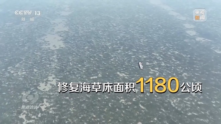 焦點訪談丨保護海洋生態 守好人海和諧的藍色家園
