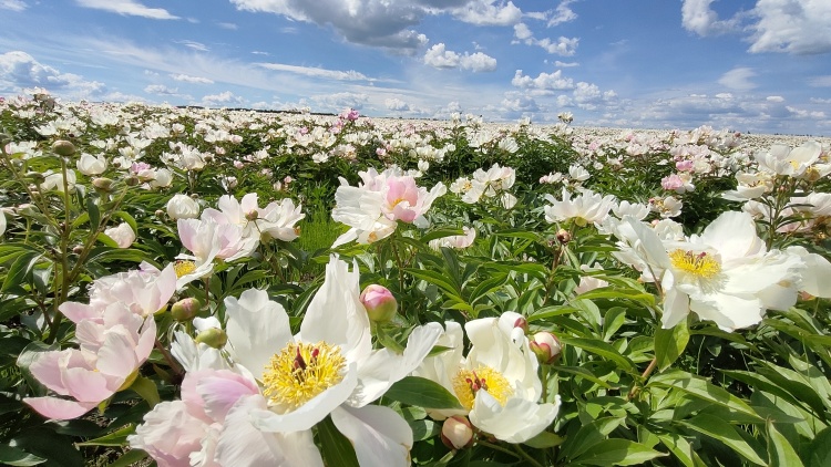 呼倫貝爾：芍藥花海迎客來 萬畝芳華映笑顏_fororder_芍藥