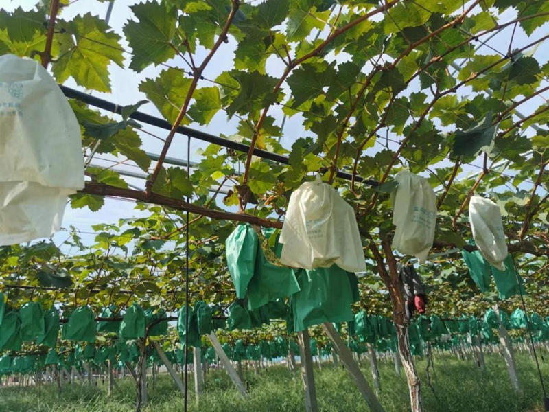 옌타이 자오위안의 '샤인머스켓', 달콤한 '부의 열매'로 성장_fororder_圖片4