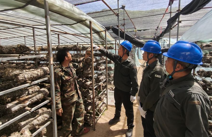 Nanyang, Henan: Reliable Power Supply Boosts Selenium-Rich Shiitake Mushroom Industry_fororder_圖片4