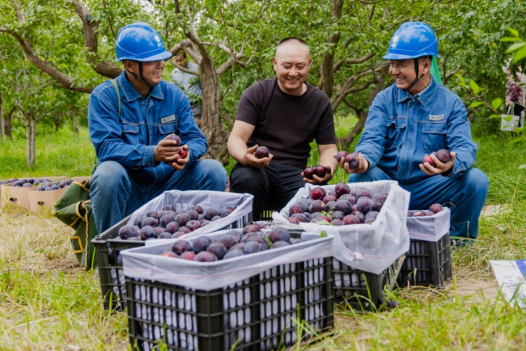 State Grid Zhangye Power Supply Company: Electricity Empowers Plum Industry_fororder_圖片4