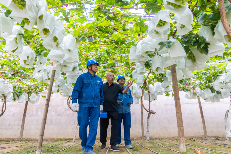 State Grid Zhangye Power Supply Company: Electricity Empowers Thriving Viticulture in the Gobi Desert_fororder_圖片1