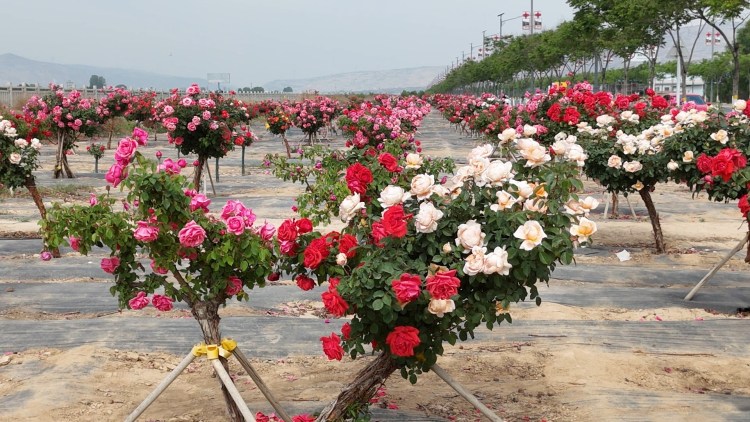 天水甘谷：繁花如海扮靚城市生活 生態綠廊美成“詩和遠方”_fororder_月季