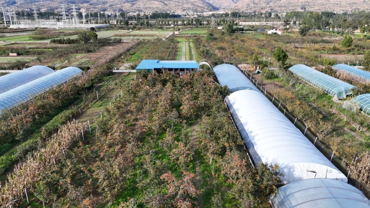 天水甘谷：碩果盈枝晃如燈 “柿”氣飄香引客來_fororder_DJI_20251017163336_0908_D.MP4_snapshot_00.11.685