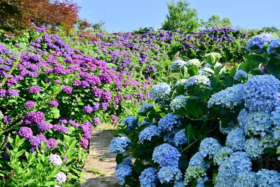 A Summer Love Letter: Hydrangeas in Full Bloom in Baiyun District, Guiyang_fororder_圖片3