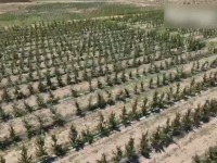 中國果種進了烏茲別克斯坦果園 當地人：願意學中國技術