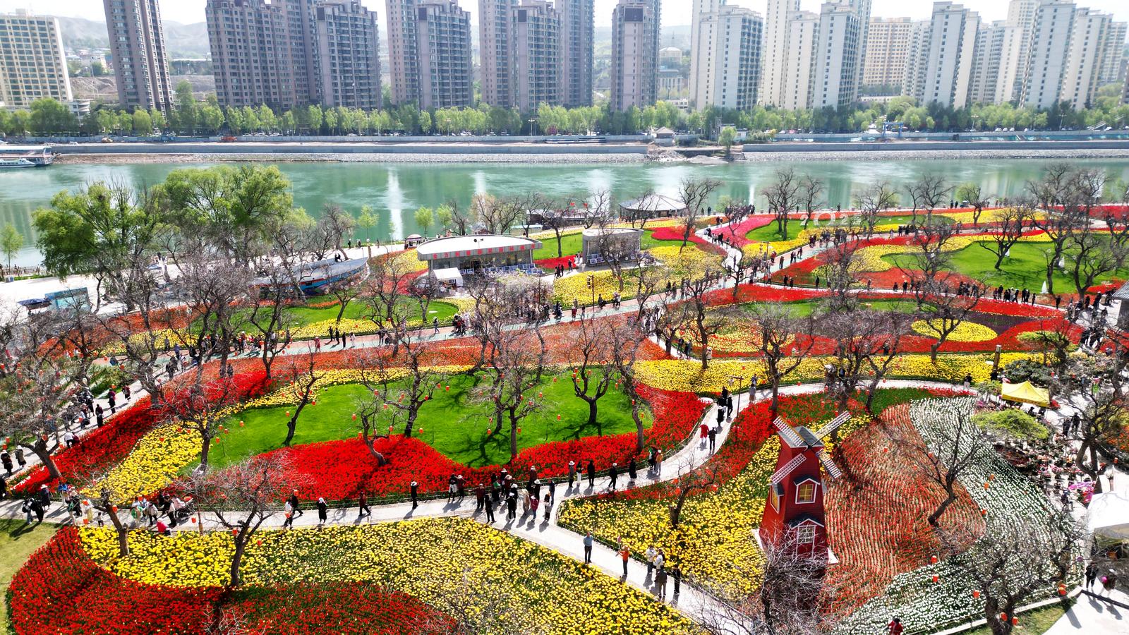 臨夏永靖：全國文明城市創建 多年拼搏結碩果！_fororder_鬱金香