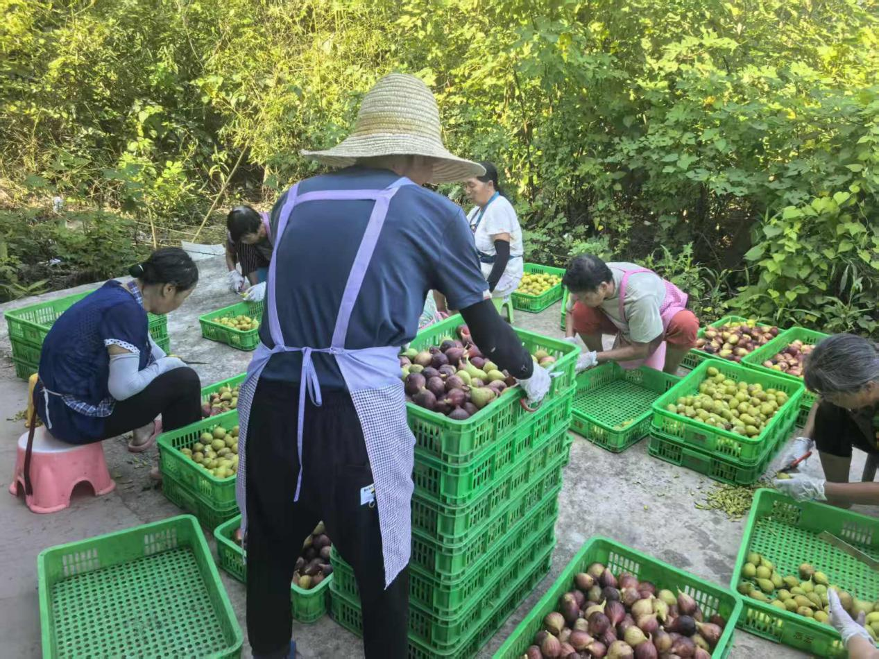 特色産業“三駕馬車”拉動湖南衡陽縣村集體經濟發展_fororder_3