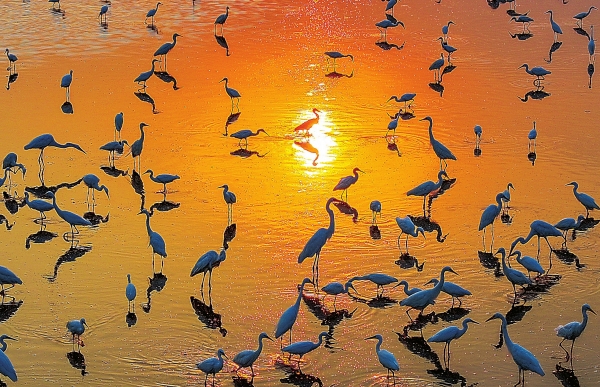 盛夏洞庭鳥語歡_fororder_res07_attpic_brief