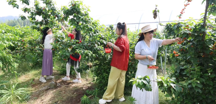 黃山市徽州區：立夏至採摘遊火熱 農旅融合繪就鄉村新圖景_fororder_瓜果圖片1