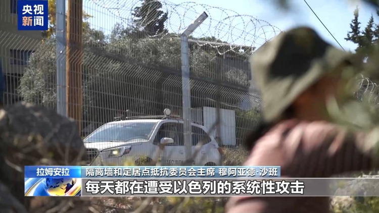 一週超150起襲擊 約旦河西岸橄欖采收季變成“最危險”季節