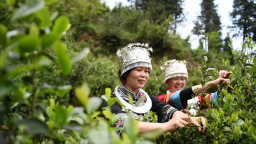 美麗中國南山行丨綠水青山 滋養金字品牌