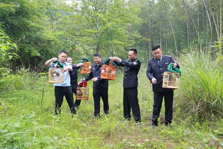 湖南南山國家公園候選區放歸五隻國家二級重點保護野生動物畫眉鳥_fororder_1