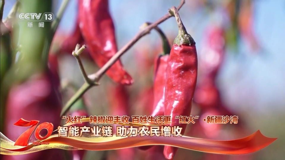 在新疆萬畝戈壁晾曬場 看“火紅辣椒”帶來“紅火日子”