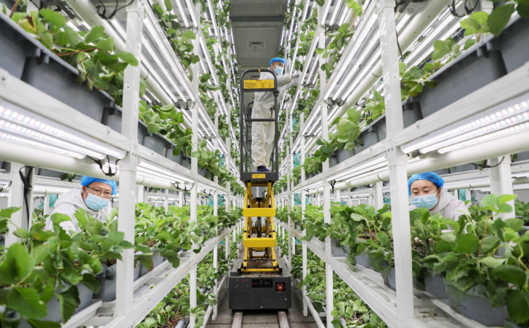 下一站沙特！“濱江造”AI植物工廠成功出海