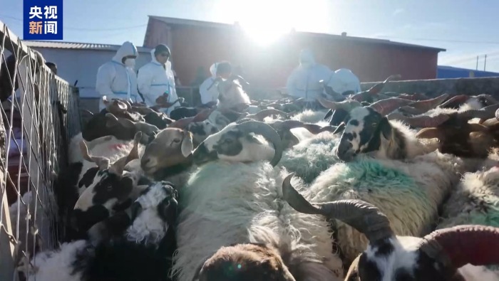 新春走基層丨祁連山下新牧歌 富了牧民 美了祁連