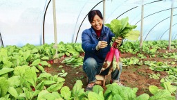 天水武山：冬收“水人參” 甜了種菜農