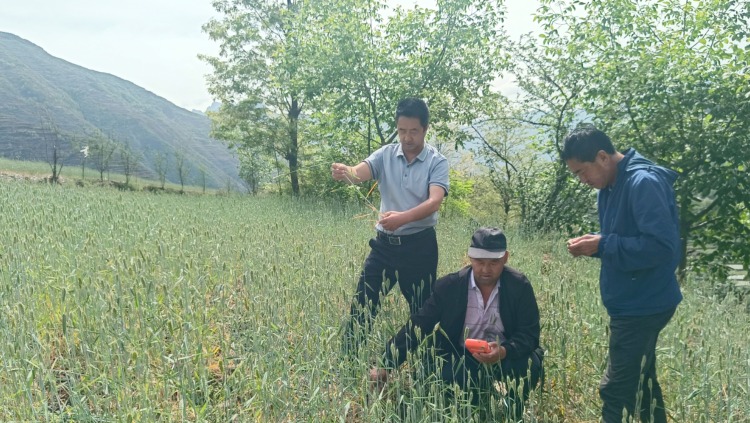 隴南宕昌：“一噴三防”抗旱減災保夏糧_fororder_縣農業農村局工作人員正在田間查看小麥長勢