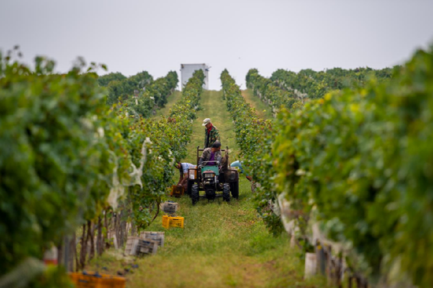 옌타이 펑라이 양조용 포도 수확기 개시_fororder_圖片1