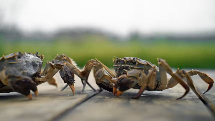 【10月10日上午發佈】五河螃蟹:從沱湖到世界的“鮮味密碼”_fororder_圖片3