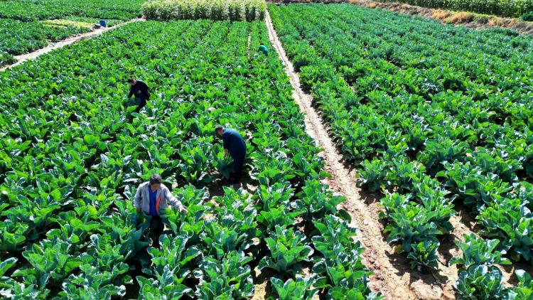 臨夏永靖:昔日“黃河灘”今朝“菜籃子” 湟水河畔的綠色“脈動”_fororder_2