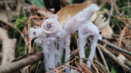 湖南新寧首現大規模水晶蘭群落