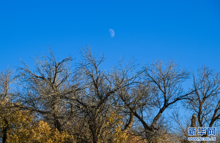美麗中國丨額濟納：晚秋胡楊美_fororder_新華5