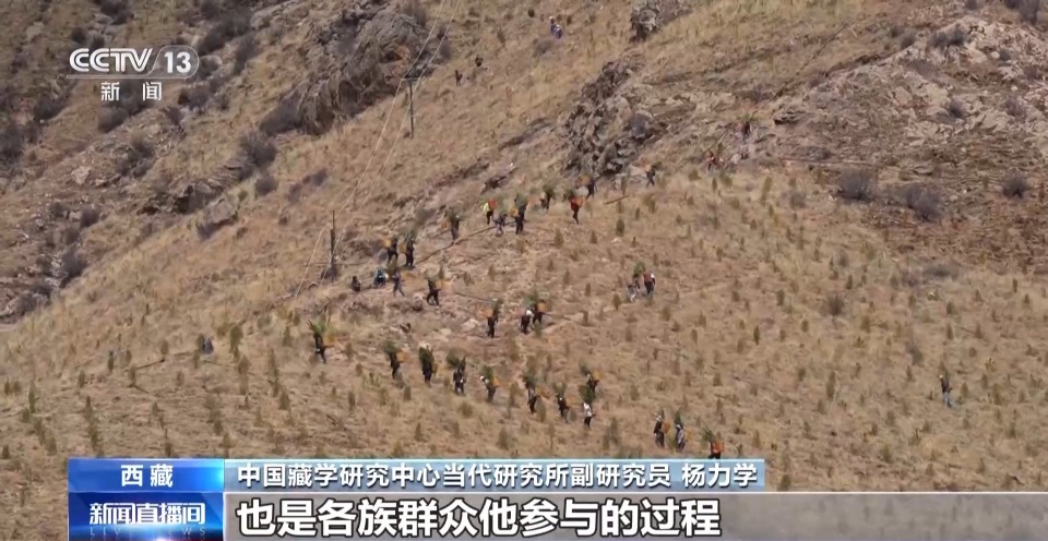 4年栽植苗木1.2億多株 看拉薩高原如何披“綠裝”