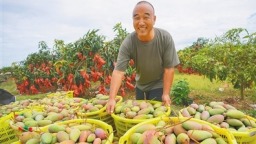 樂東貴妃芒大批量上市