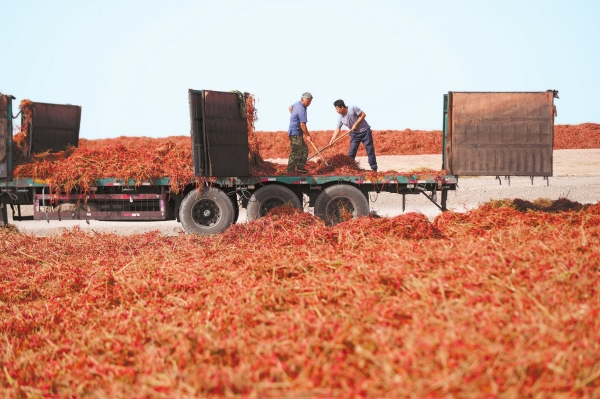 湘椒西移滿“疆”紅_fororder_9