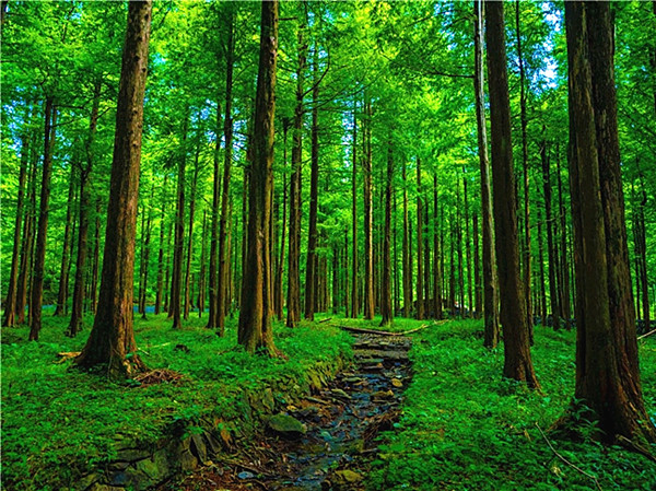 湖南洞口林海生金 繪就生態富民新圖景_fororder_圖片1