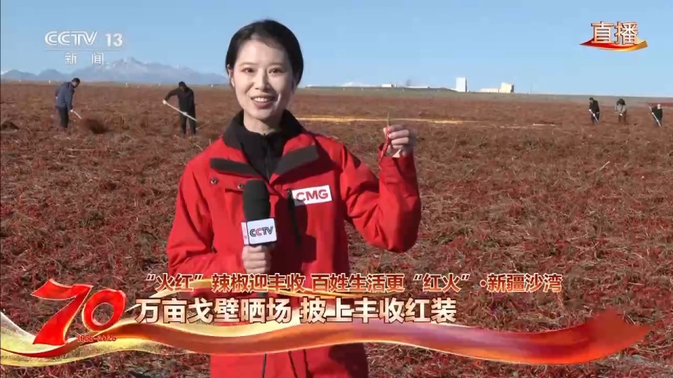 在新疆萬畝戈壁晾曬場 看“火紅辣椒”帶來“紅火日子”
