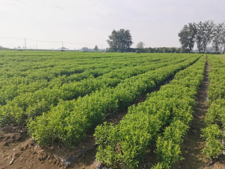 蚌埠五河東劉集鎮：甜葉菊種植打造鄉村振興的“甜蜜”産業_fororder_圖片1