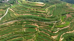 天水張家川：種儲聯動織全鏈 小土豆變身振興“金豆豆”