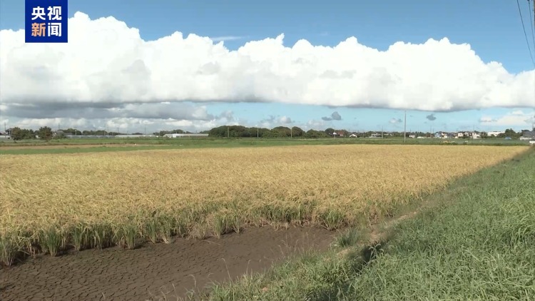 儲備米庫存銳減 日本政府擬緊急進口大米