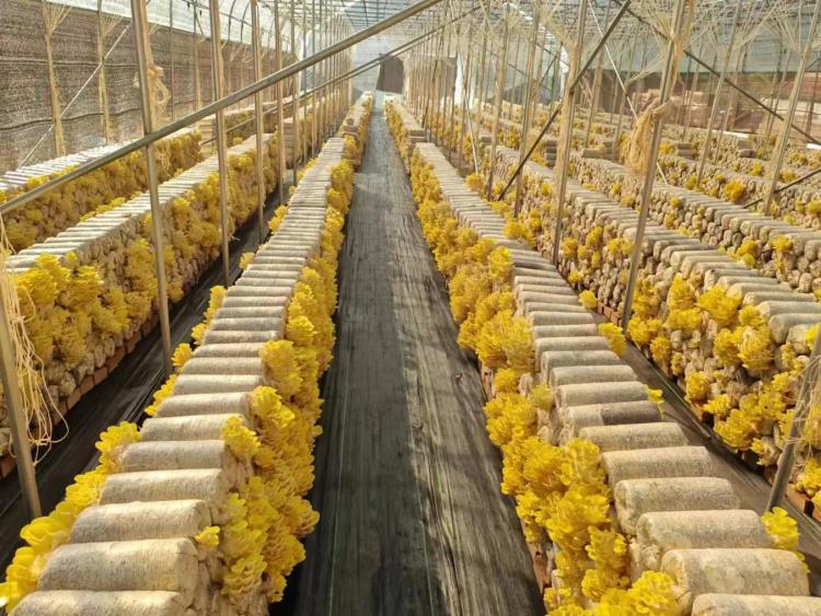 天水清水：白沙鎮“五項舉措” 打造食用菌産業龍頭鄉鎮_fororder_金耳股