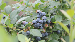 湖南衡陽縣藍莓喜豐收 果香飄滿園