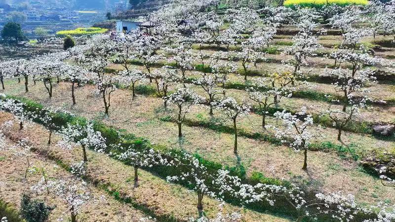 湖南城步萬畝梨花綻放 展現美麗鄉村新畫卷_fororder_微信圖片_20250401171911