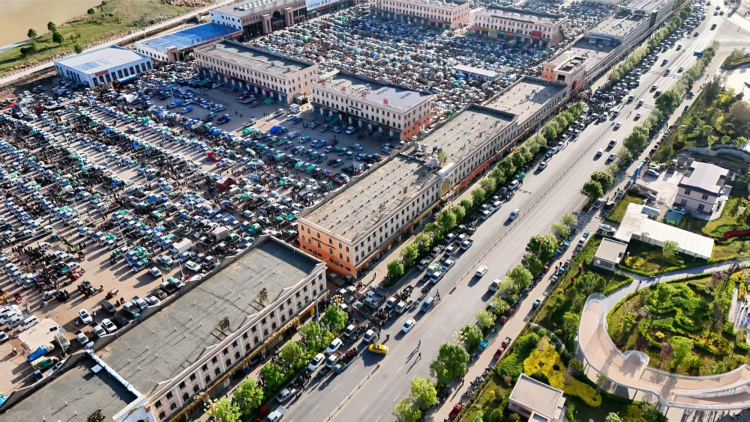 定西岷縣電商賦能鄉村振興 當歸採挖節書寫助農增收新篇章_fororder_圖片2