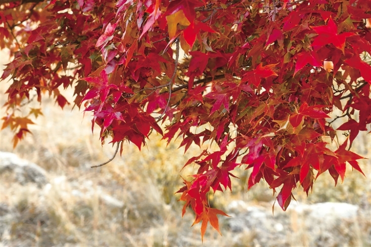 走!楓葉正紅,踏秋去!_fororder_2