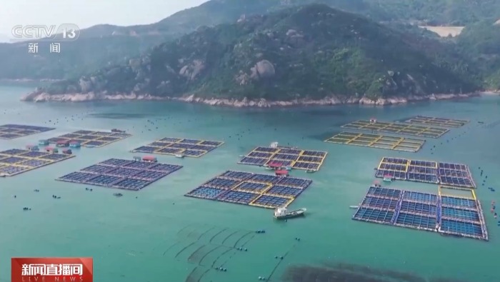 視頻丨福建霞浦迎來春季投苗黃金期 培育大黃魚魚苗約3億尾