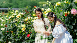 衡陽市珠暉區60多萬株玫瑰盛放