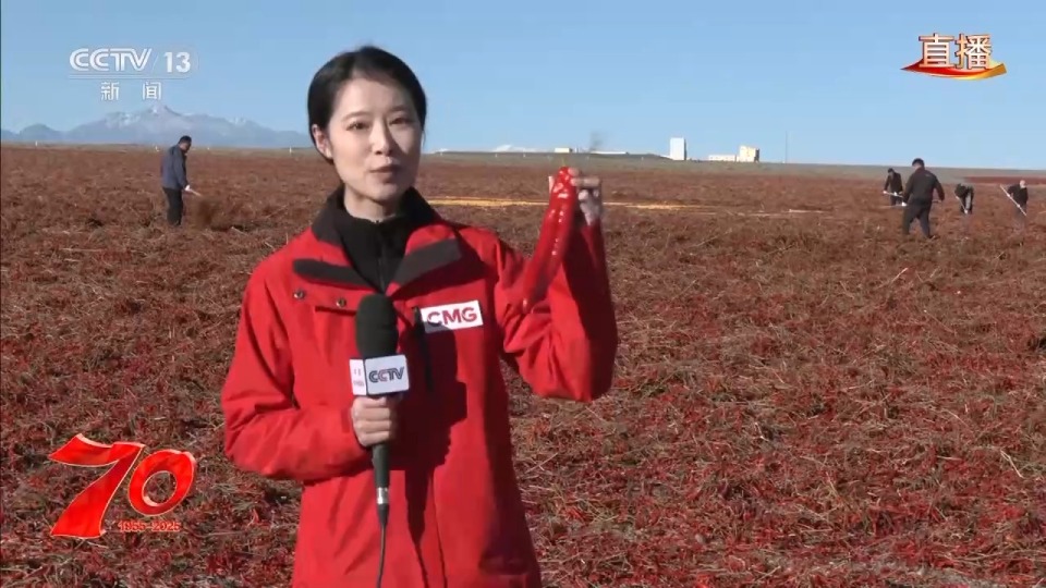 在新疆萬畝戈壁晾曬場 看“火紅辣椒”帶來“紅火日子”