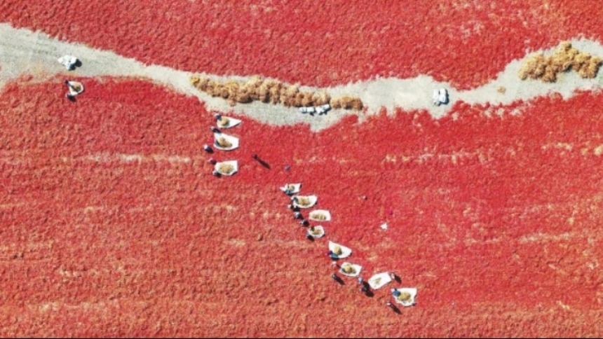 湘椒西移滿“疆”紅