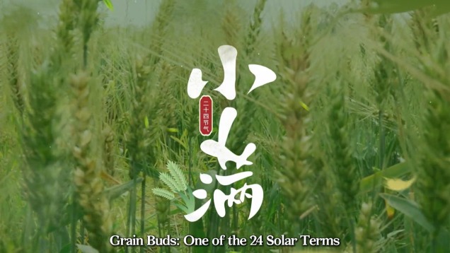 Grain Buds: One of the 24 Solar Terms_fororder_微信圖片_20250521094118