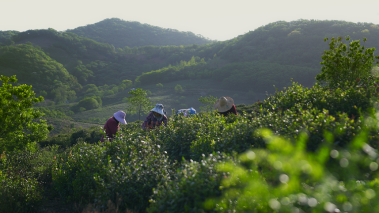 鄉村振興在行動｜農旅融合、産業賦能、人才歸巢，讓鄉村有“顏”更有“值”_fororder_農旅3