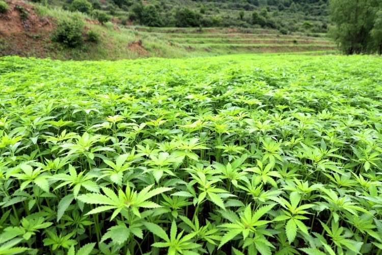 天水清水：千年“漢麻”煥新顏 以麻為媒繪就産業振興新圖景_fororder_2