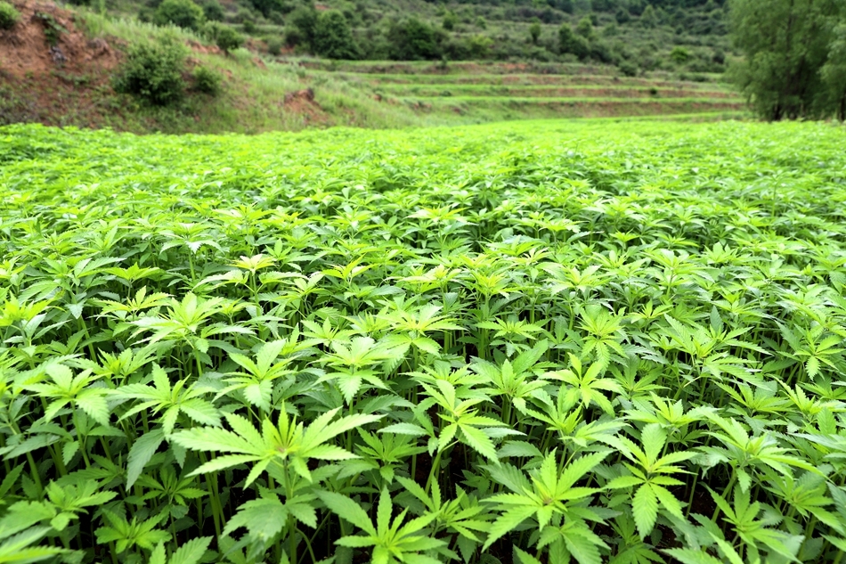 天水清水：千年“漢麻”煥新顏 以麻為媒繪就産業振興新圖景_fororder_2